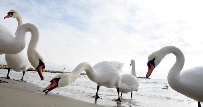 Температури до 16 градуса се очакват във Варна на 26