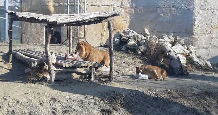 И днес Зоопарк Варна очаква своите посетители. Зоокътът в морската
