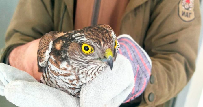 Малко ястребче хе било спасено в Сливен съобщиха от Природен парк