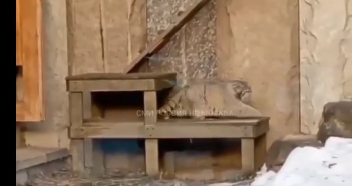 Лютата зима е сковала Москва Манул Тимофей от Московския зоопарк излезе
