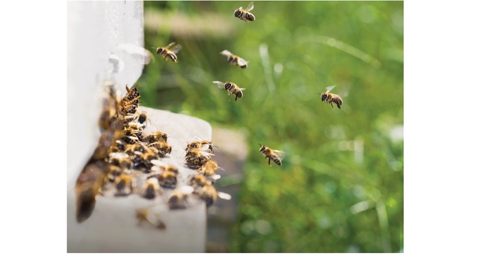 Замърсяването с пестициди е потенциално опасно за медоносните пчели и