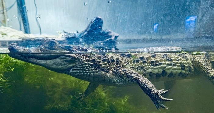 Женски очилат кайман Caiman crocodilus е новия обитател на Аквариума във