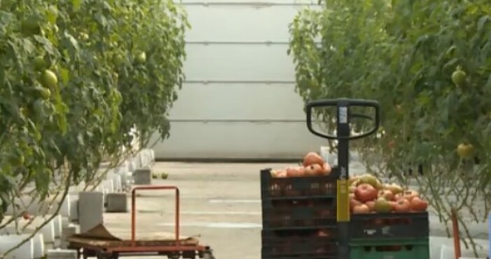 Производители на оранжерийни домати не могат да покрият високите енергийни