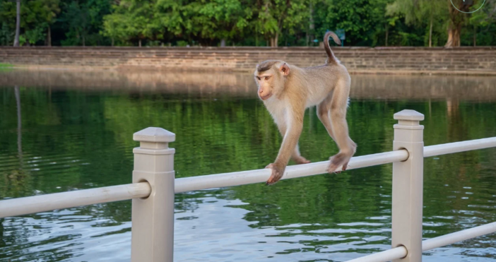 Маймуната избягала от зоопарка в шотландското градче Инш бе заловена