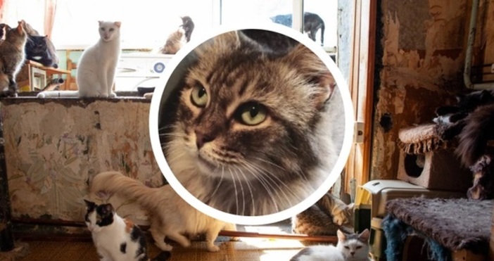 Смятаната за най възрастна котка в Русия Уляна почина в приюта