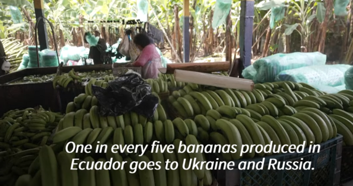 Русия обяви че спира вноса на банани от Еквадор няколко