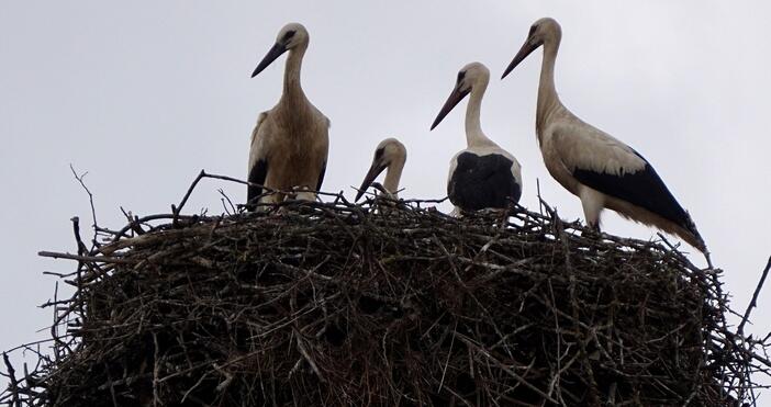 Нов проект стартира на ЕРП-Север до месеци.Електрически стълбове във Варненско