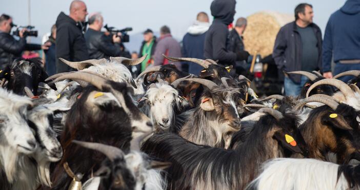 снимки Протестиращите фермери изкараха стадо кози на магистрала Струма. Днешните