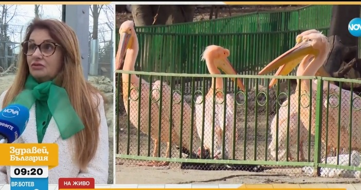 Конкурс за любима двойка животни в Зоопарка във Варна се