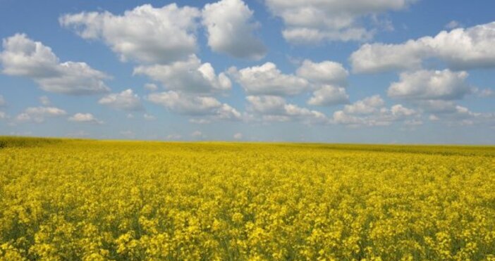 Една от най-красивите гледки в България - полетата с жълта