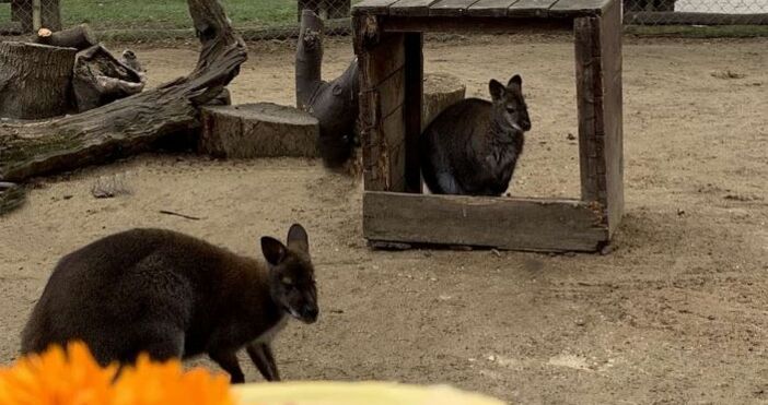Снимки Зоопарк ВарнаКинг и Кенга днес получиха своите любими лакомства с