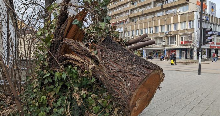 Снимки Прекършено от вятъра дърво в центъра на Плевен е