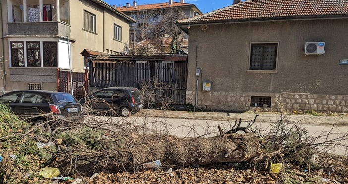 Паднало дърво заприщва тротоара на учениците към училище Йордан Йовков