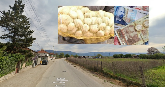 В България се продават картофи по 12,50 лева килограма.Оранжерия в