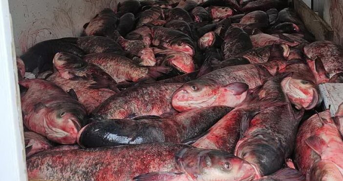 Близо 2 тона риба уловена незаконно откриха полицаи от РУ