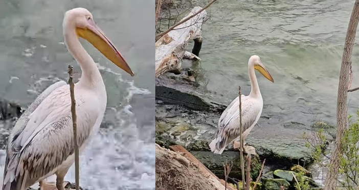 Розов пеликан се появи на Топлата вода във Варна и