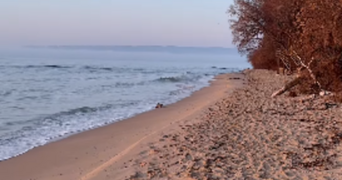 Симпатичен десантчик бе уловен от камерите на плажа във Варна Клипът