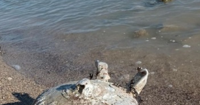 Сигнал за плаваща мина в морето край Варна е подаден