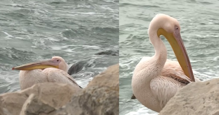 Розовият пеликан на крайбрежната алея във Варна не е избягал