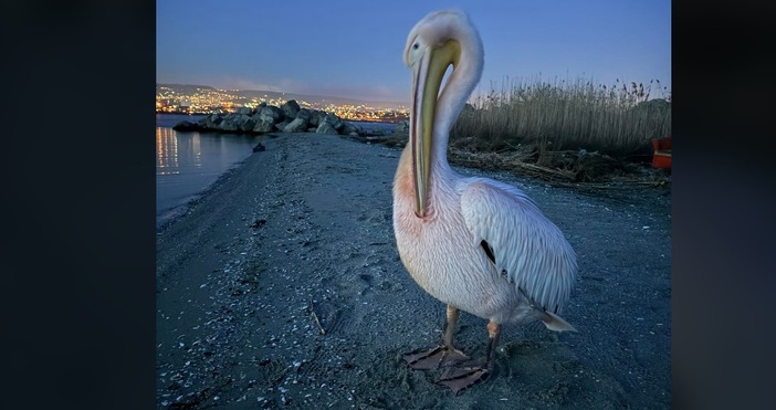 Втори пеликан се е появил във Варна.Той обаче е от