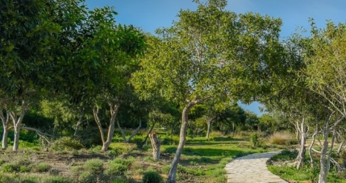 25 хил плодни медоносни и паркови дръвчета ще подари Гората бг