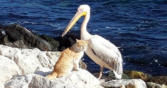 Розовият пеликан във Варна се радва на вниманието на стотици