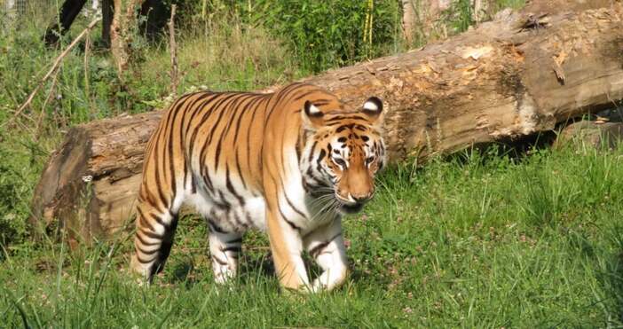 Facebook Зоологическа градина СофияНа 19 годишна възраст почина сибирската тигрица Шели в