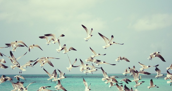 Международният ден на птиците се празнува по целия свят от