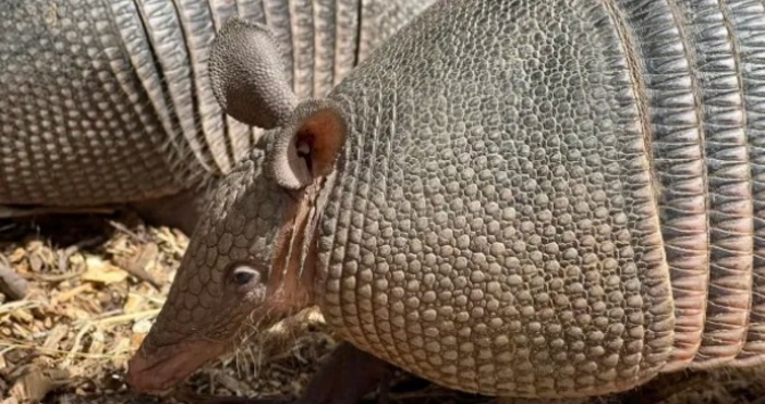 Невиждани до момента в България двойка броненосци намериха своя нов