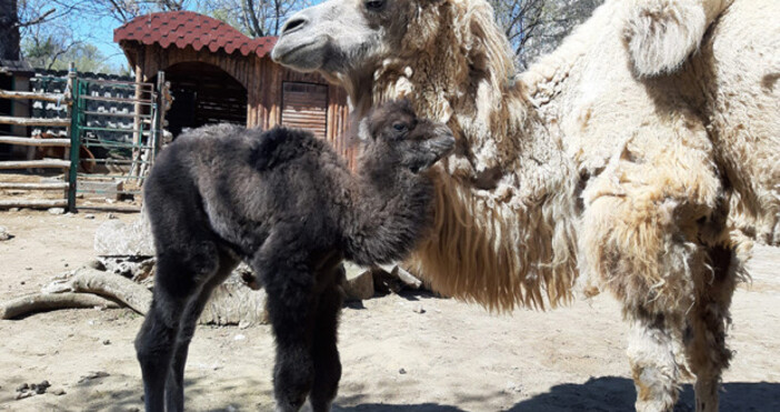 Страхотна новина за варненския зоопарк На 3 април се роди дългоочакваното