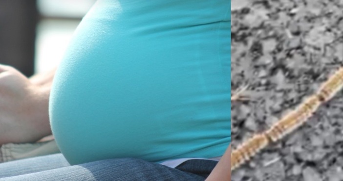Бременна жена от село край Дупница пострада сериозно от гъсеници