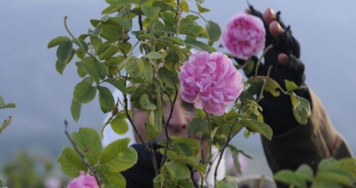 Снимка архивЗащо намаляха драстично площите с рози Ще оцелее ли