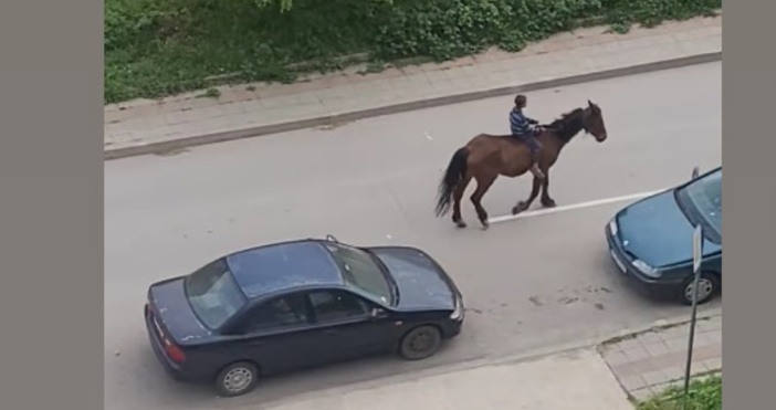 Във варненския квартал Владиславово да видиш кон да пасе между