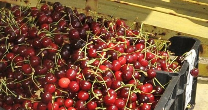 Тази година плодовете са узрели по рано Стопаните в Сливенско вече берат череши като