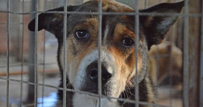 В ход е кампания за осиновяване на кучета от варненски