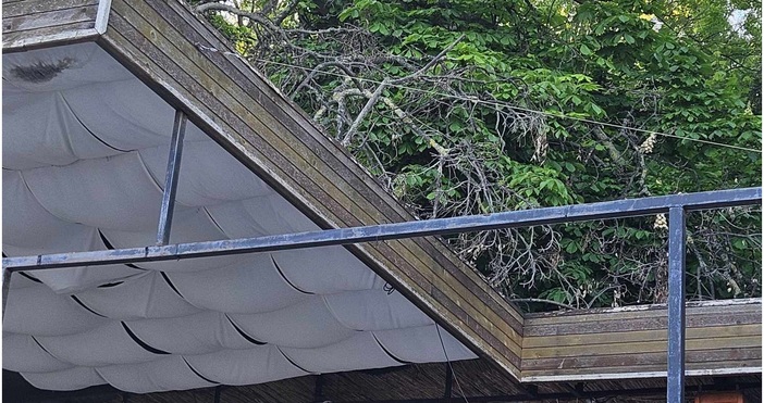 Снимки ПетелДърво се прекърши върху покрива на заведение на крайбрежната