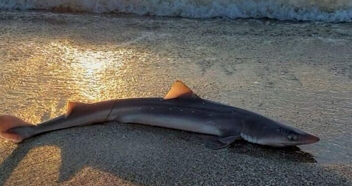 Малка акула изплава от водата на Северния плаж в Бургас.