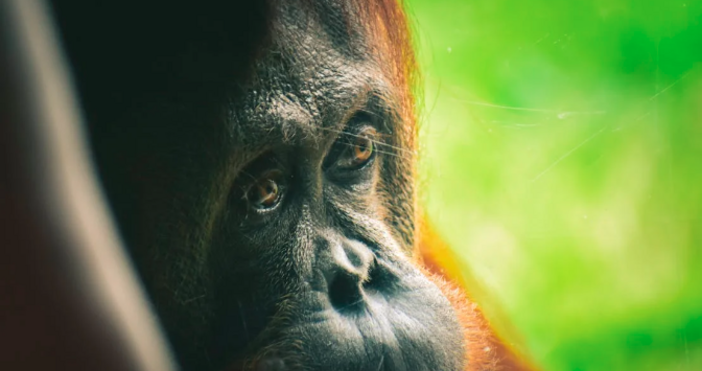 Според учени орангутан е лекувал рана с тропическо растение Това