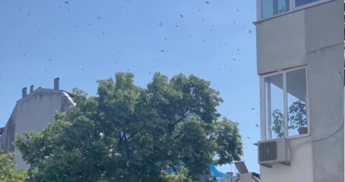Рояк пчели тормози варненци в центъра.Гражданин публикува зов за помощ
