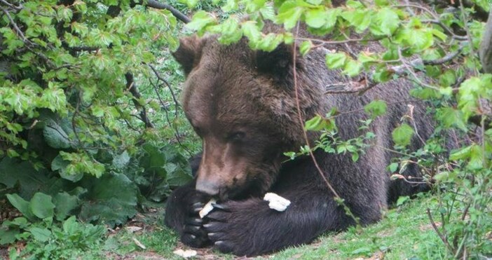 Паркът за мечки край Белица се сбогува с 33-годишния мечок
