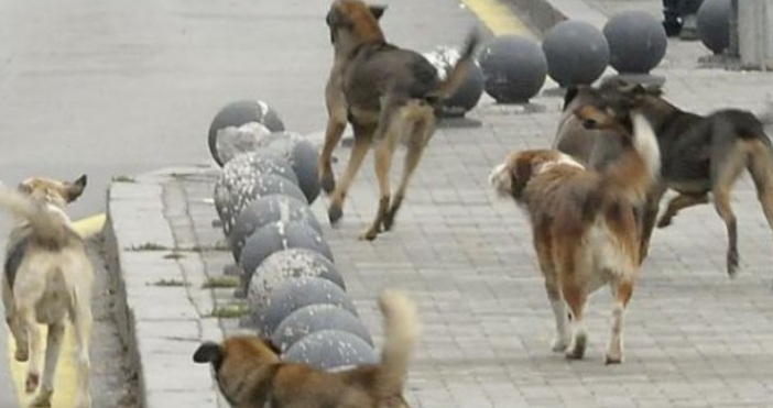 На връх Великден в центъра на град Плевен, точно до