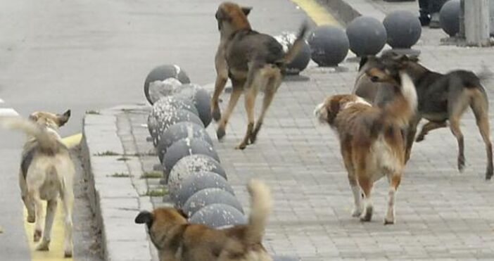 Варненка предупреди, че глутница кучета обикаля централните улици и убива