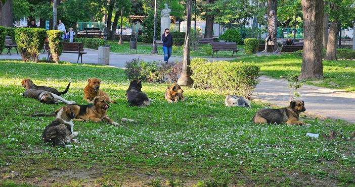 Глутница кучета в градинката на Севастопол привлече вниманието на варненци