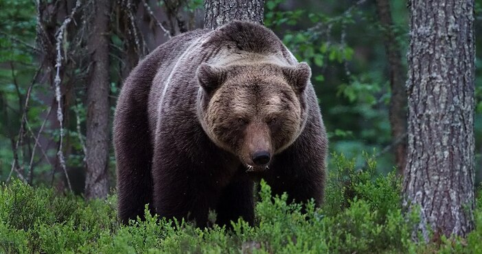 Женска мечка, която миналата година уби планинар в Италианските Алпи