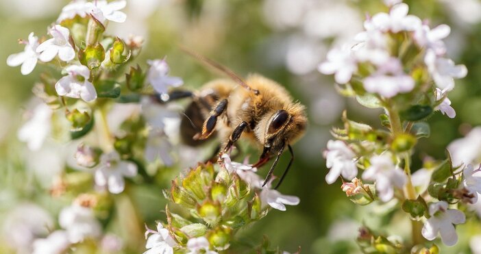 Пчелите са най важният биологичен вид на планетата за хората