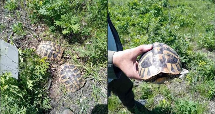 Две шипобедрени костенурки са били спасени и върнати в гората