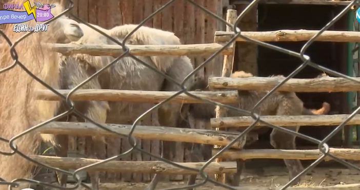 От няколко години в зоопарка във Варна раждаемостта сред животните