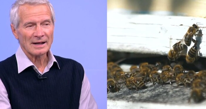 Пчели могат да се отглеждат и в града а медът