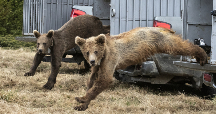 Медицински прегледи се правят на обитателите на Парка за мечки