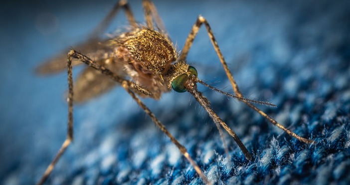 С цел да се справят с маларията учените генно модифицираха